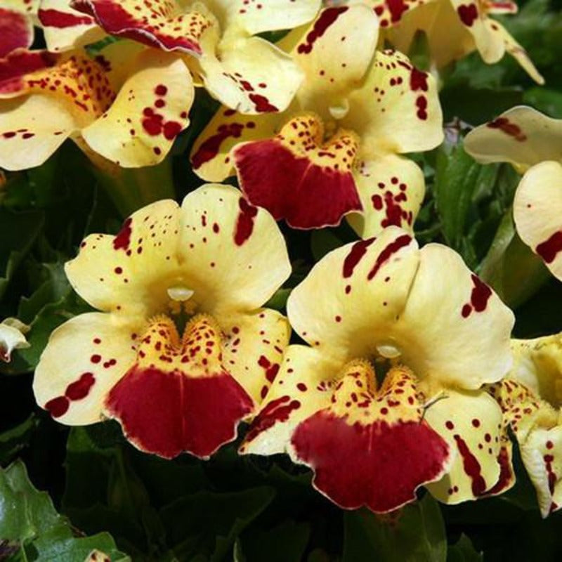 Monkeyflower Mimulus Moschatus Seeds