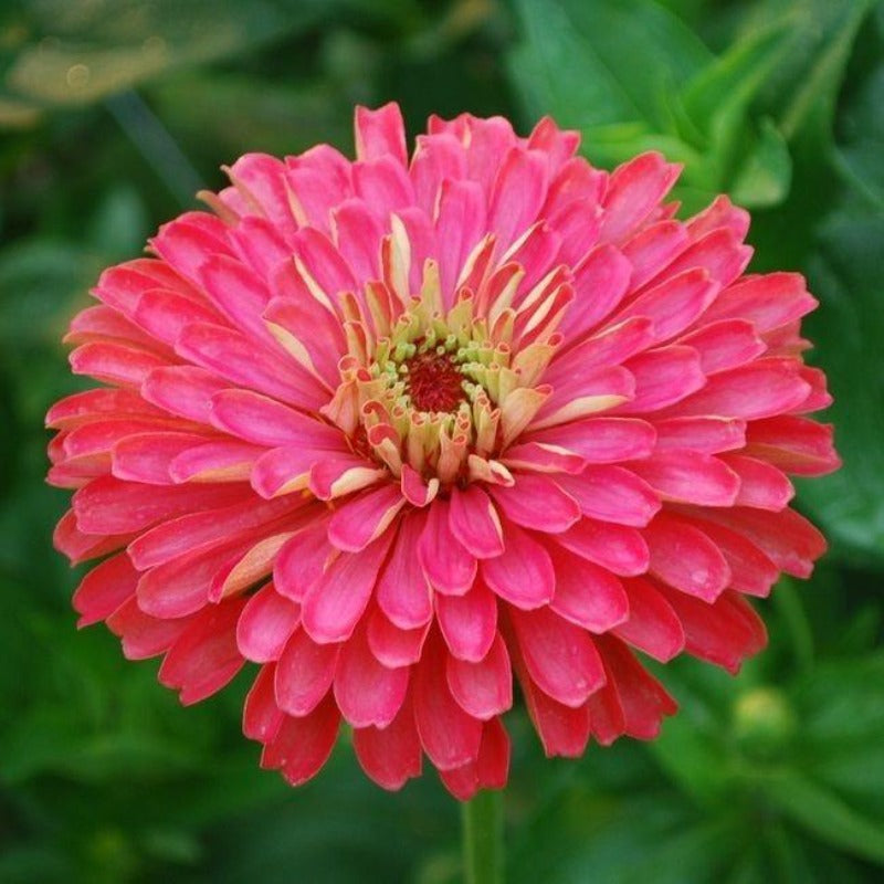 Giant Carmine Zinnia Flower Seeds