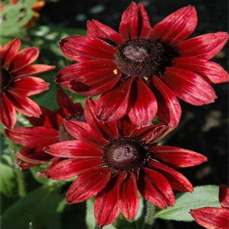 Cherry Flower Seeds