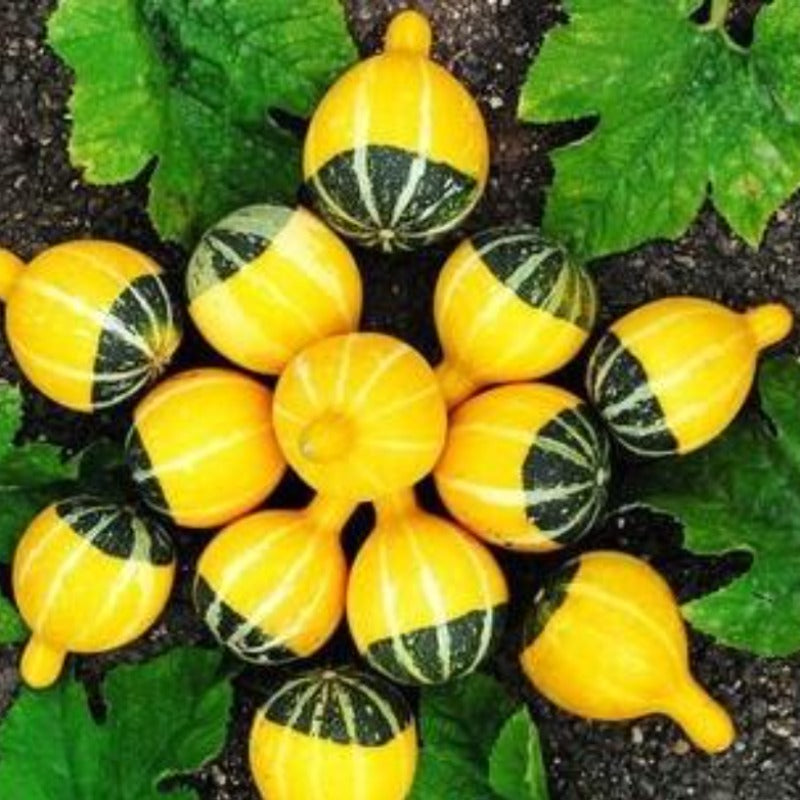 Bottle Gourd Yellow Seeds