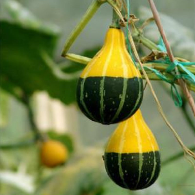 Bottle Gourd Yellow Seeds