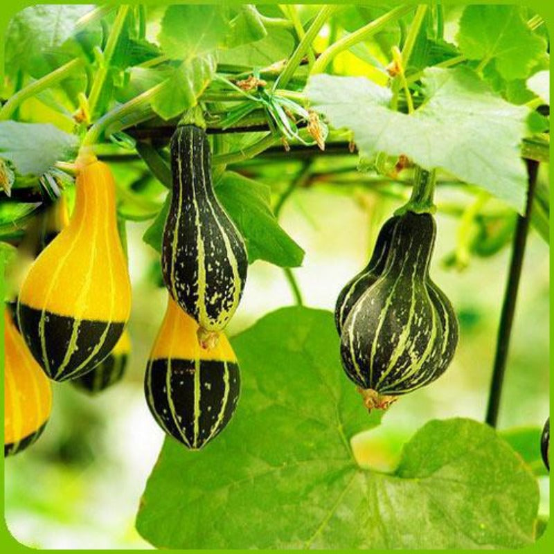 Bottle Gourd Yellow Seeds