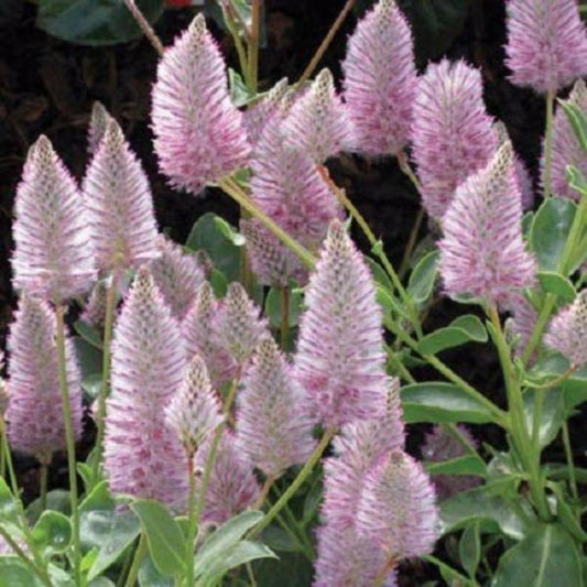 Ptilotus Flower Seeds