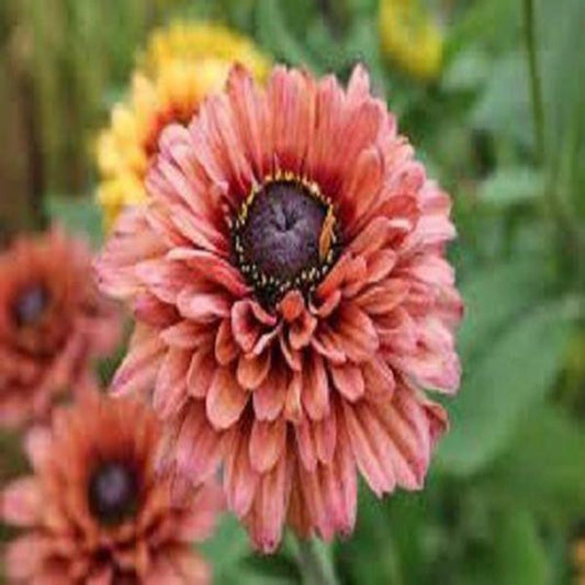 Sahara Flower Plant Seeds