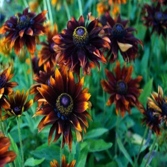 Rudbeckia Moreno Flower Seeds