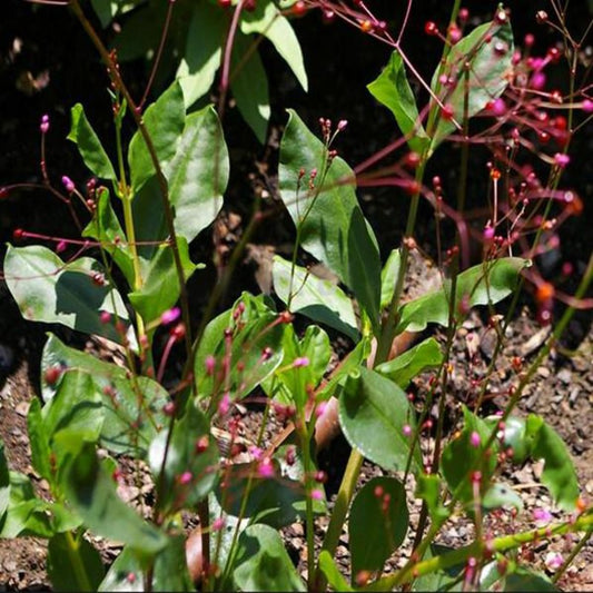 Papala Seeds