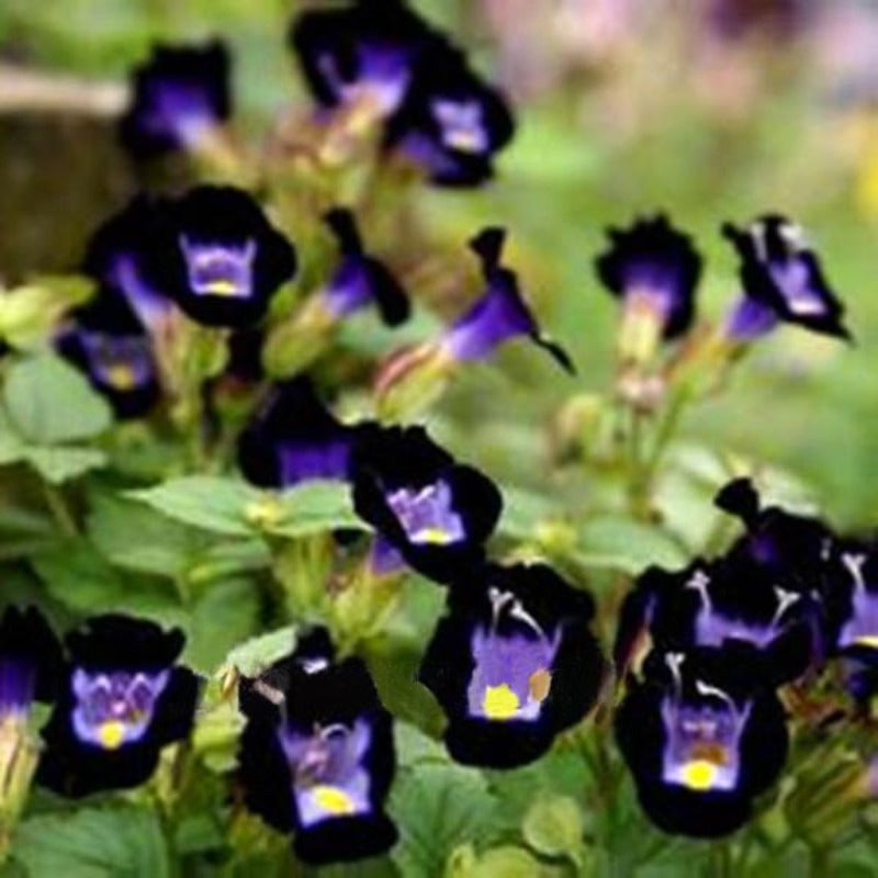 Dark Purple Wishbone Flower Seeds