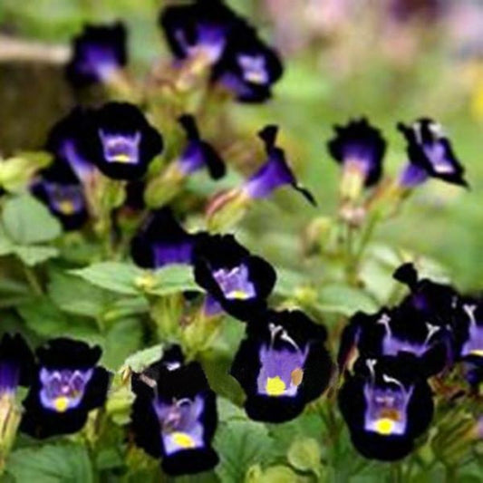 Dark Purple Wishbone Flower Seeds