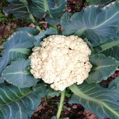 Cauliflower Seeds