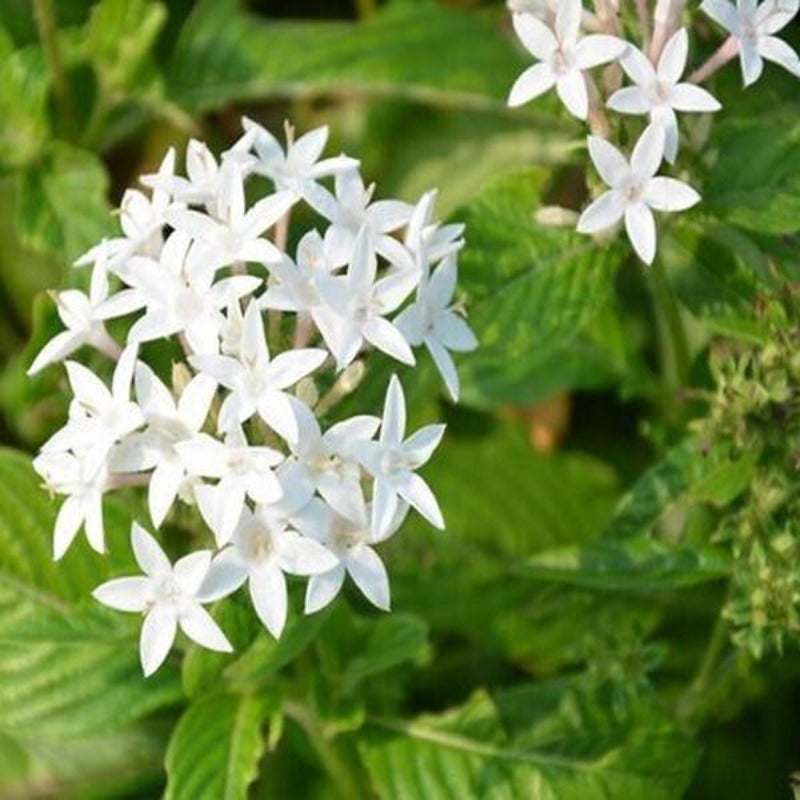 Pentas Lanceolata Flower Seeds