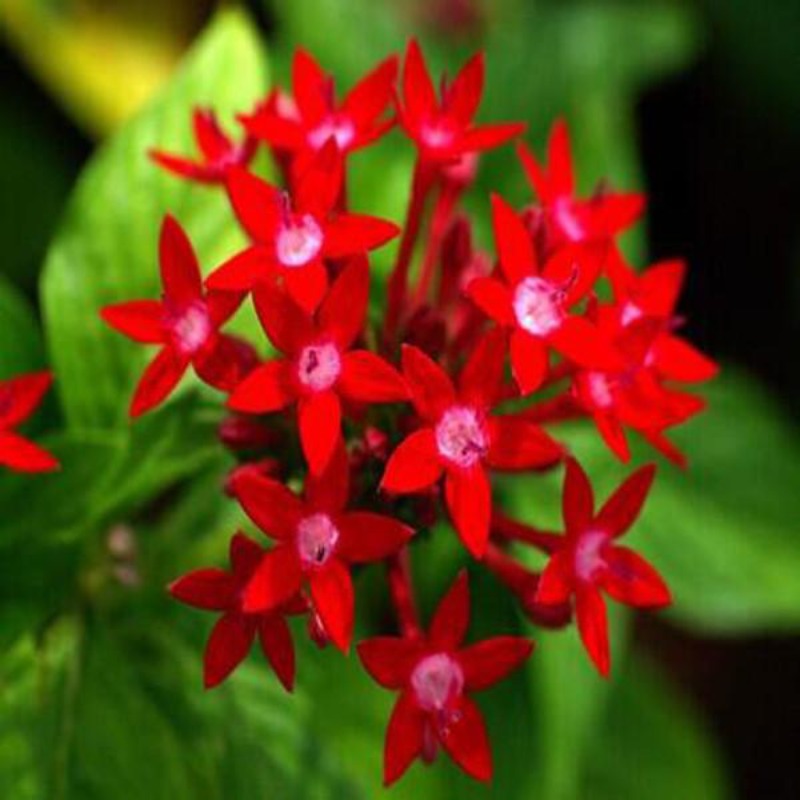 Pentas Lanceolata Flower Seeds