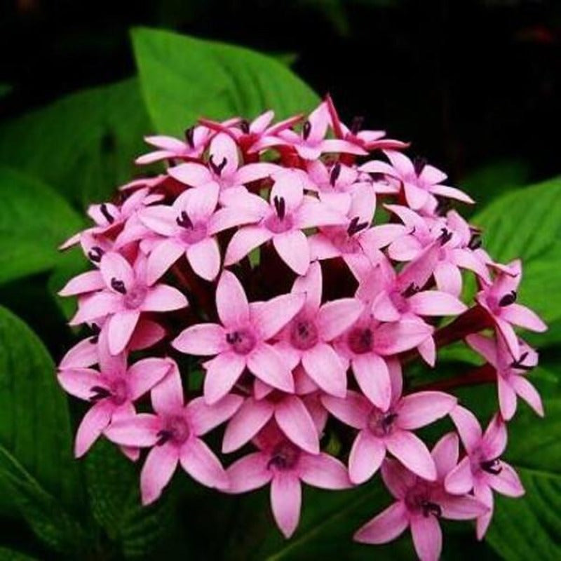 Pentas Lanceolata Flower Seeds