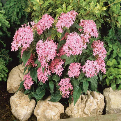 Brown Pentas Bonsai Seeds