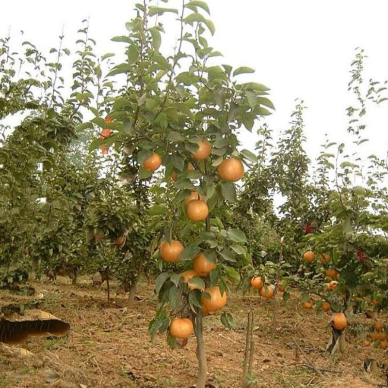 Potted Yellow Gold Pear Seeds