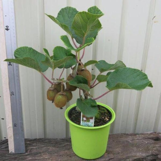 Kiwi Fruit Plotted Plant Seeds