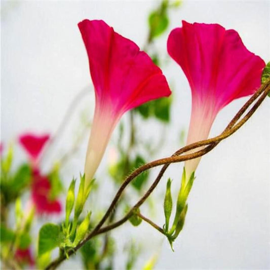 Pink Morning Glory Seeds