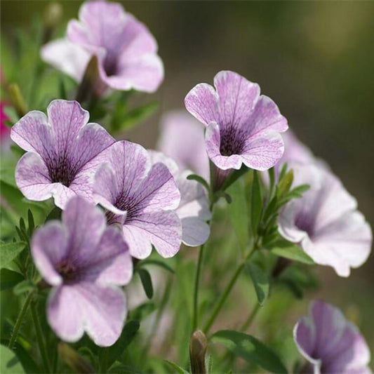 Light Purple Ipomoea Morning Glory Seeds