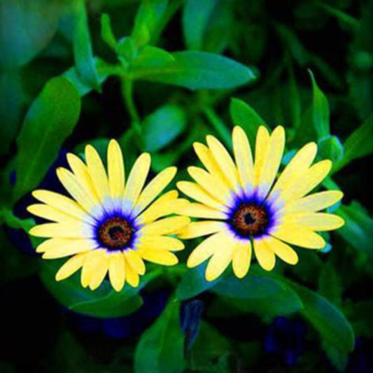 Yellow Daisy Flower Seeds