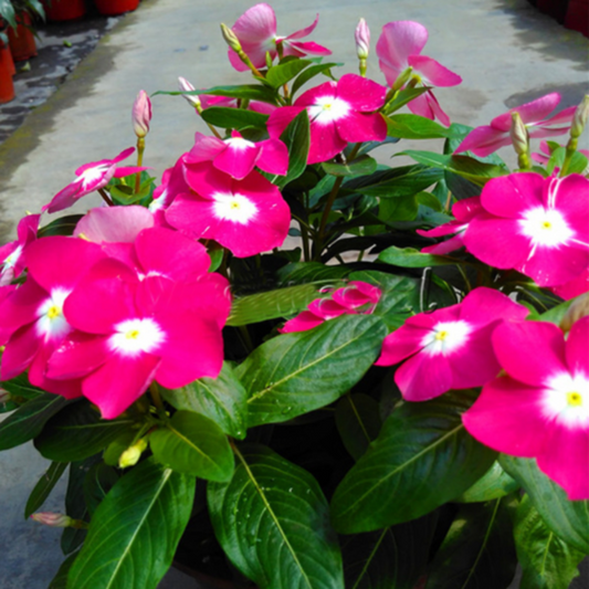 Purple Vinca Periwinkle Seeds