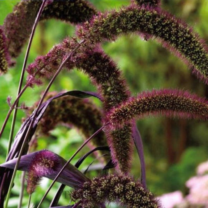 Ornamental Grass Flower Seeds