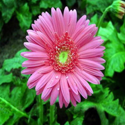 Blooming Gerbera Seeds