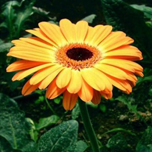 Rare Orange Gerbera Seeds