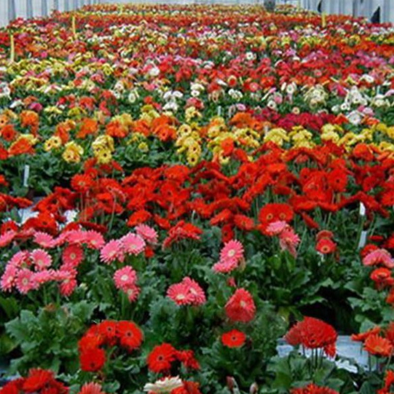 Gerbera Flower Seeds