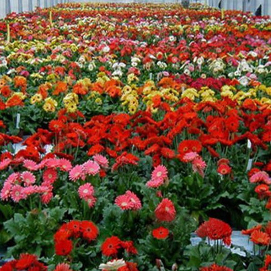 Gerbera Flower Seeds