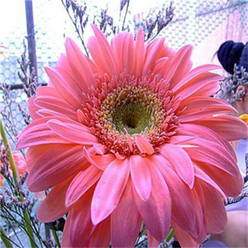 Rare Gerbera Seeds