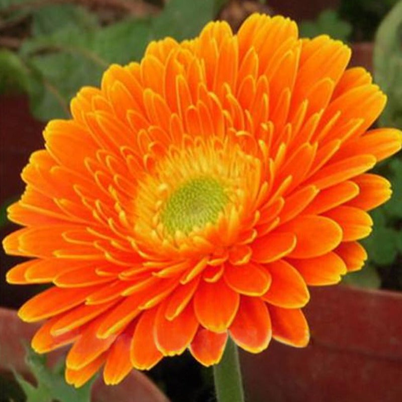 Rare Autumn Gerbera Seeds