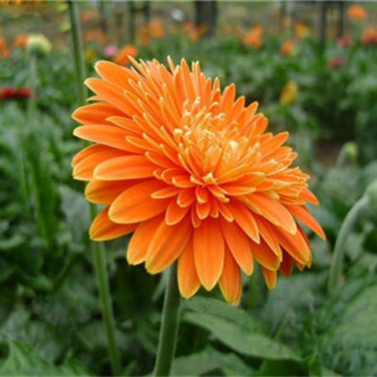 Chrysanthemum Orange Seeds