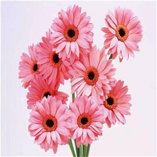 Mixed Colors Rare Gerbera Seeds