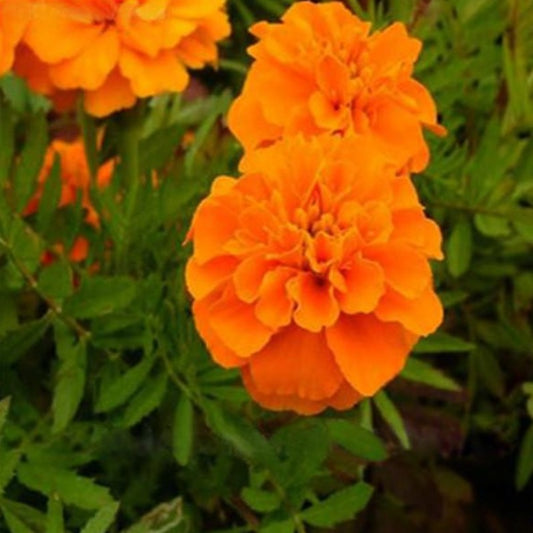 Marigold Orange Flower Seeds