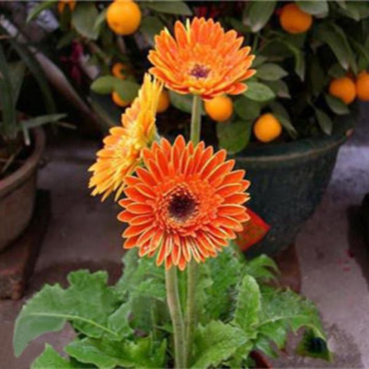 Rare Gerbera Seeds