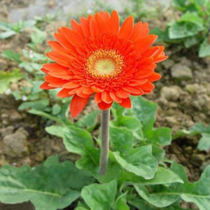 Orange Gerbera Flower Seeds