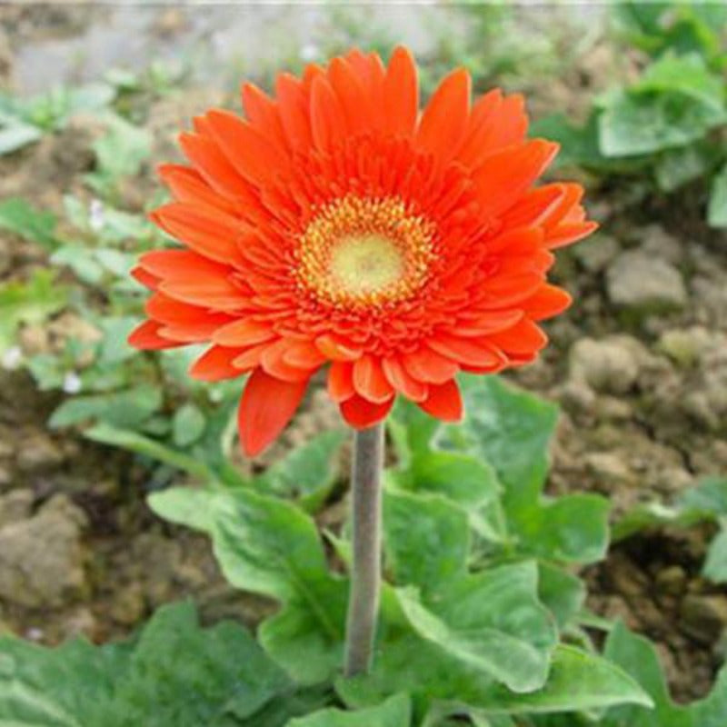 Rare Gerbera Flower Seeds