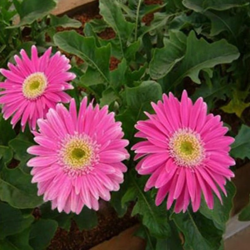 Pink Rare Gerbera Seeds