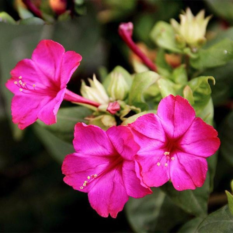 Rare Pink Jasmine Seeds