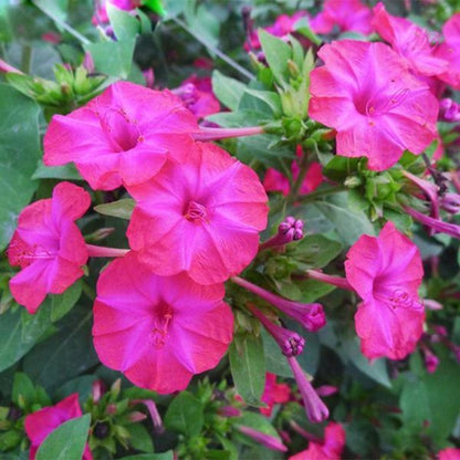 Rare Pink Jasmine Seeds