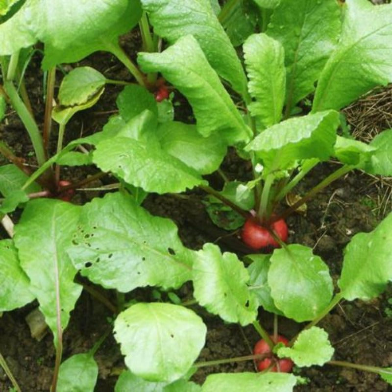 Red Garden Radish Seeds