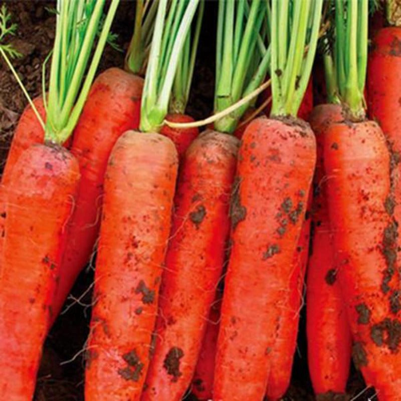 Red Carrot Seed