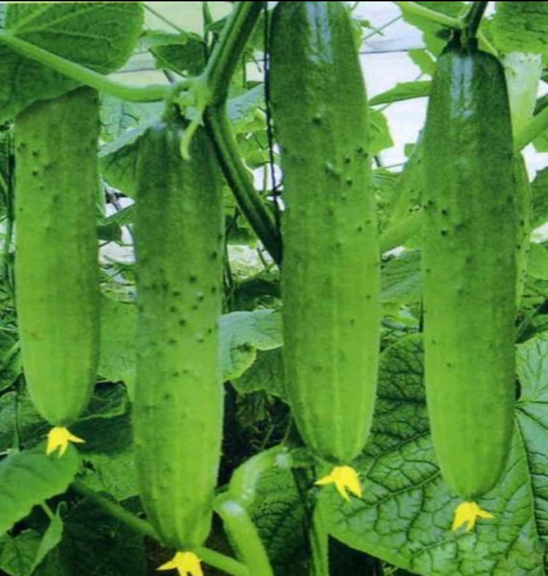 Dry Cucumber Seeds