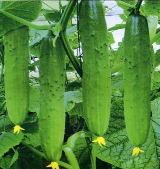 Dry Cucumber Seeds