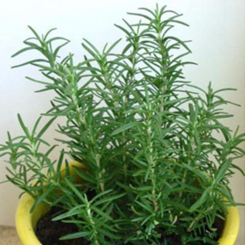 Rosemary (5 Seeds) - Rama Deals - 6