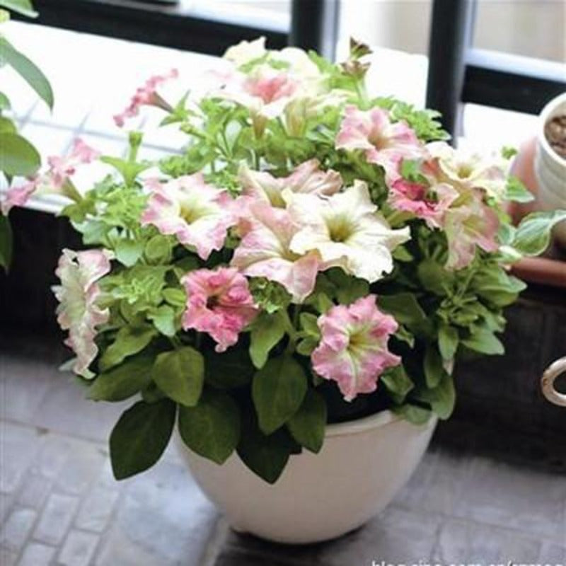 White Pink Rare Phantom Petunia Flower Seeds