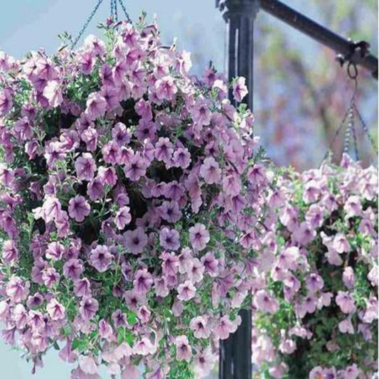 Phantom Petunia Flower Seeds