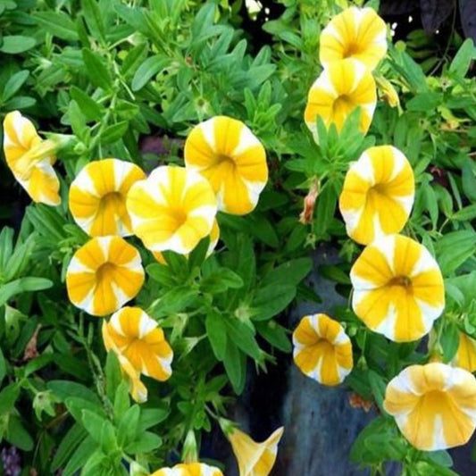 Yellow Phantom Petunia Flower Seeds