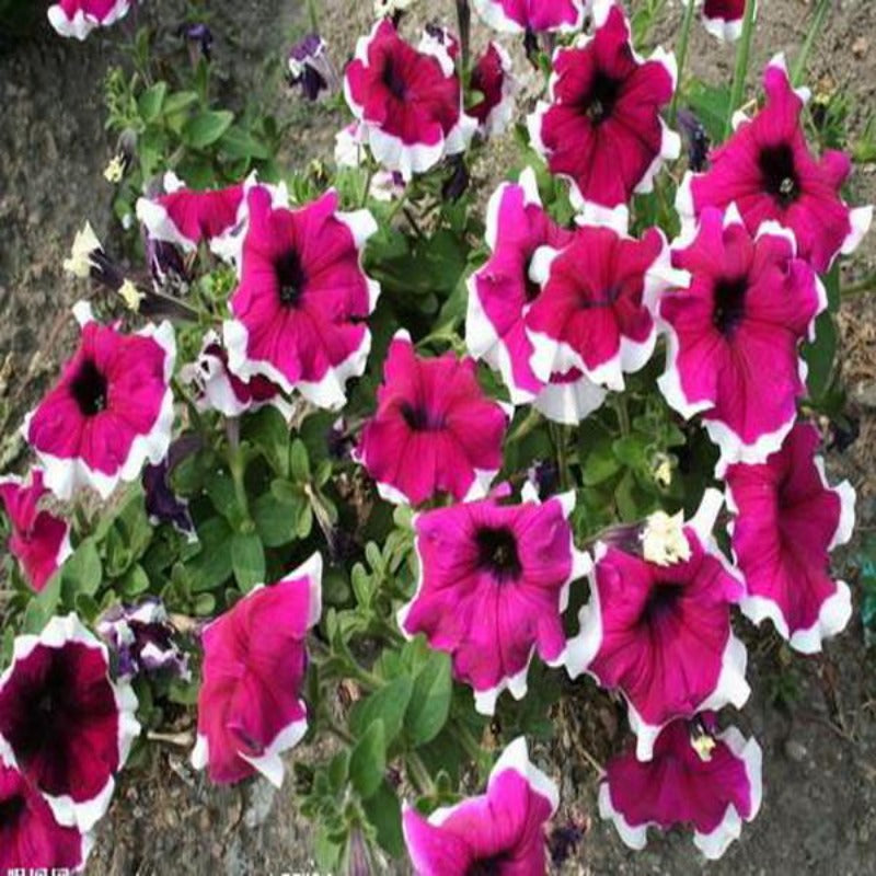 Fuchsia Petunia Flower Seeds