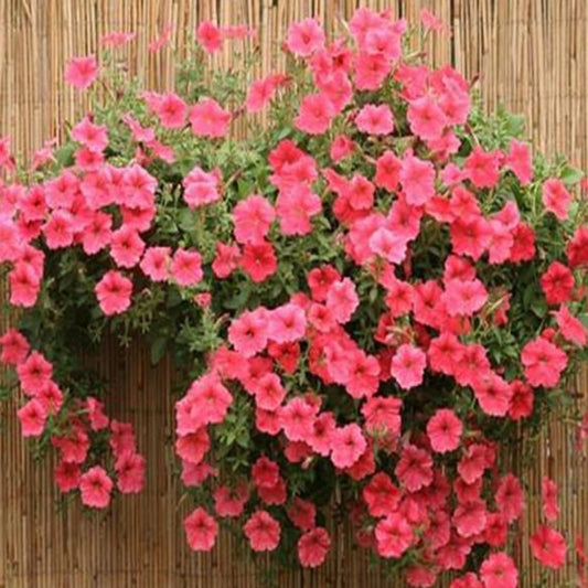 Pink Scarce Phantom Petunia Seeds