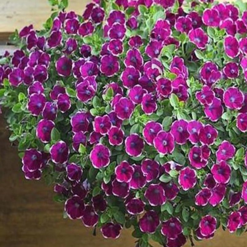 Light Purple Scarce Rare Phantom Petunia Flower Seeds McKinley Seeds   Scarce Rare Phantom Petunia Flower Seeds 100 Seeds Pack Garden Bonsai Petunia Grande Fa2a5c78 3fec 4e02 Bb9d 70bc1b6d7a33 